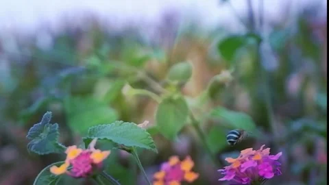 A bee is flying on a flower petal 動画素材 205515470