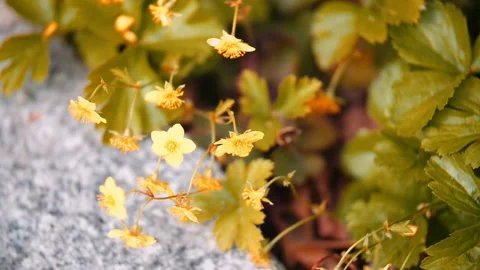 Bee flying on flower in slow motion Stock Footage 146764290