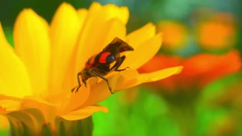 Bee, Flying on Flowers. closeup view. Slow-motion. yellow sunflower   Stock Footage 288007988