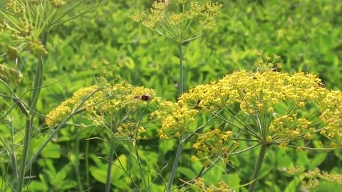 Bee flying on flowers Stock Footage 199274811