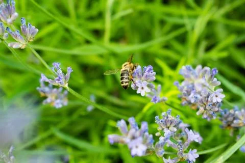 The bee is flying. Flowers of lavender. Stock Photos