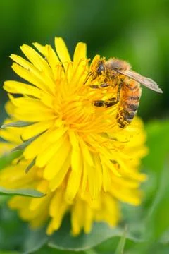 Bee flying on flowers Stock Photos