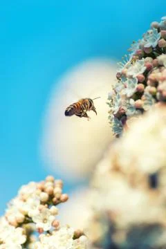 Bee flying on flowers Stock Photos