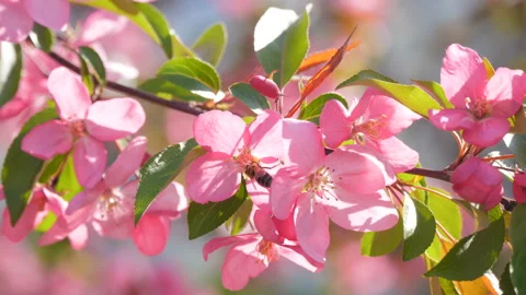 Bee flying flowers spring sunny day Stock Footage 129505059