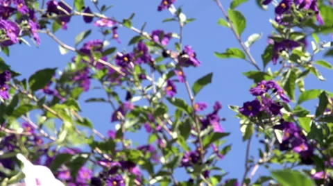 Bee Flying Stock Footage 32922529