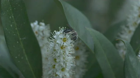 Bee Flying Stock Footage 60982110