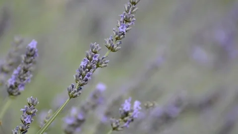 Bee flying 库存影片 111398741