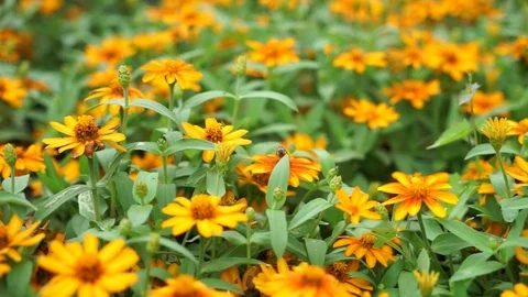 Bee Flying 库存影片 128571773