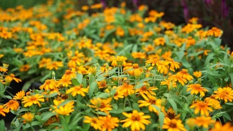 Bee Flying 库存影片 128571813