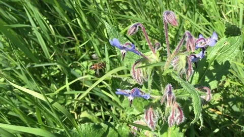 Bee Flying 库存影片 131930558