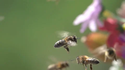 Bee flying Stock Footage 153681723