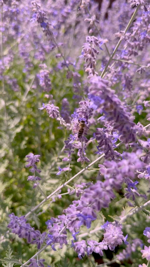 Bee flying Stock Footage 340269838