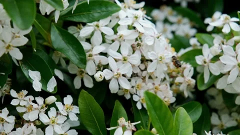 Bee flying foraging or collecting pollen and nectar from flower 스톡 동영상 195320889