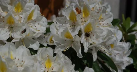 Bee flying foraging or collecting pollen and nectar from flower Stock Footage 195943934