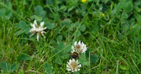 Bee flying foraging or collecting pollen and nectar from clover flower 스톡 동영상 197070507