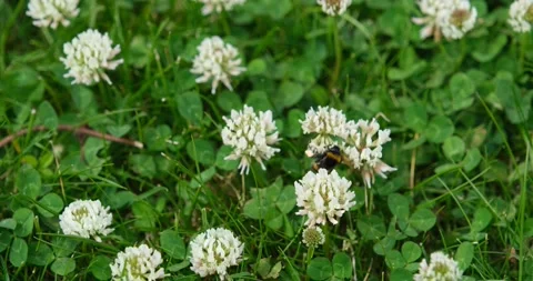 Bee flying foraging or collecting pollen and nectar from clover flower Stock Footage 197070513