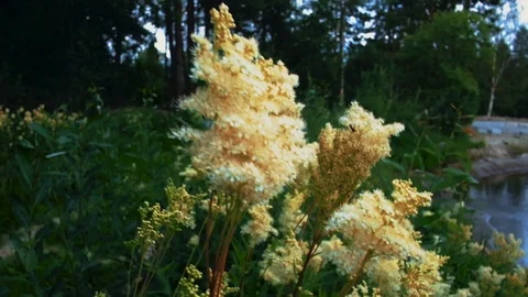 Bee flying in the forest Video stock 104323138