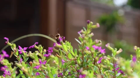 A bee flying freely among blooming wild flowers Vídeo Stock 334584183