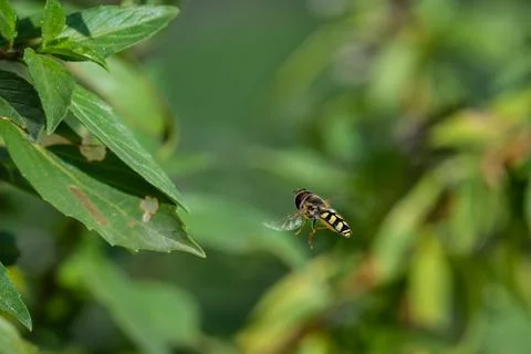 Bee Flying on a garden Stock Photos
