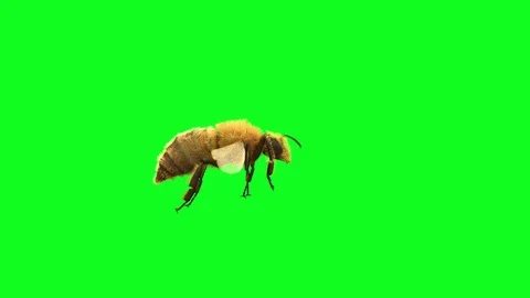 A bee is flying on a green background, 3D render Stock Footage 94539243