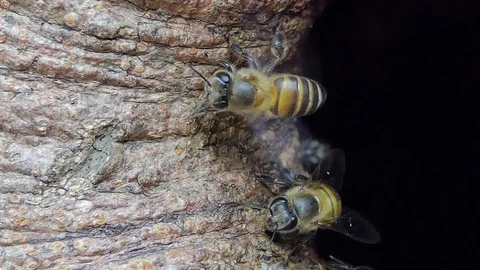Bee flying into hive. Video stock 105979647