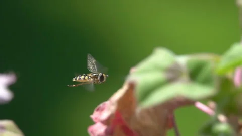 Bee flying. Hoverfly. Stock Footage 155451009