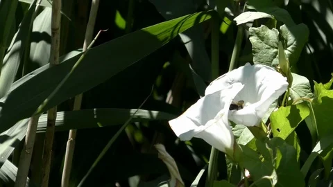 Bee flying inside the white blossoms of hedge bindweed (calystegia sepium), reed Stock Footage 91660565