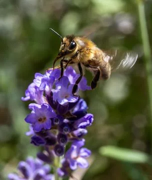 Bee flying at a lavender flower, macro view. Stock Photos