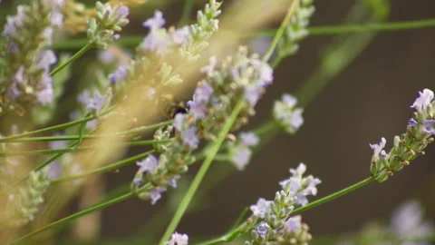 Bee Flying to Lavender Flowers Stock-Footage 213930665