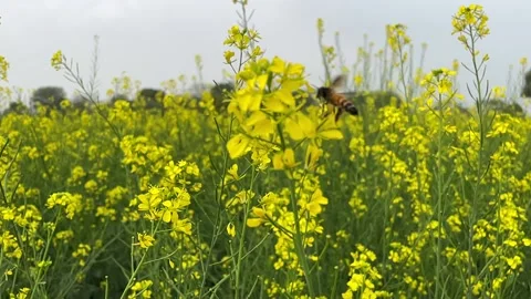 Bee flying on mustard flower in the field Stock Footage 171741038