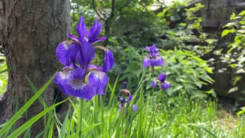 Bee flying near purple iris flowers in natural environment in the spring garden. Stock Footage 282054436