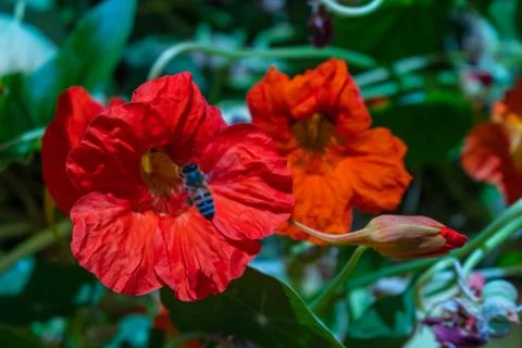 Bee flying on nectar of blossoming red poppy flower Stock Photos
