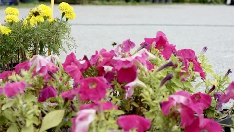 A bee flying from one flower to another. Petunia flowers growing. Stock Footage 124916926