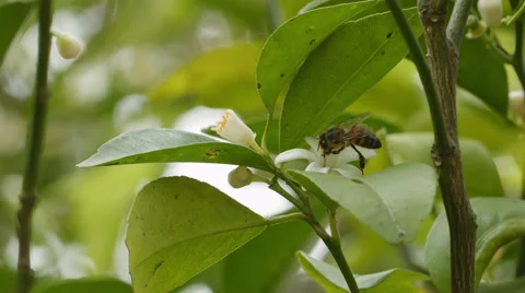 A Bee flying from one flower to the next Stock Footage 53306687
