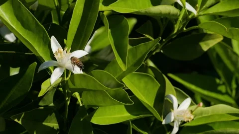 Bee flying to orange tree flower Stock Footage 271669722