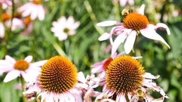 Bee flying to other flower Stock Footage 86140875