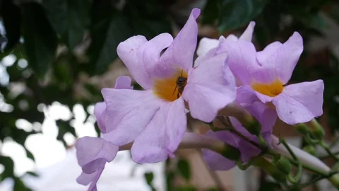 Bee Flying Out Of Flower Slow Mo 스톡 동영상 79831360