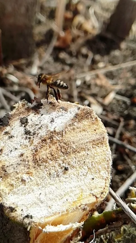 Bee flying out in macro Stock Footage 201936735