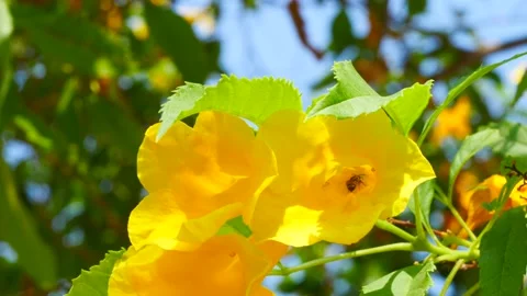 Bee Flying Out From Yellow Elder Flower After Collected Pollen. Stock Footage 262872413