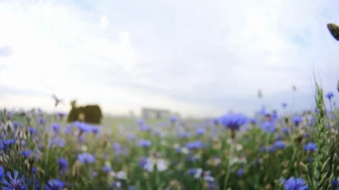 A bee flying over the beautiful blue meadow knapweed wildflowers in the floral Stock Footage 103997425