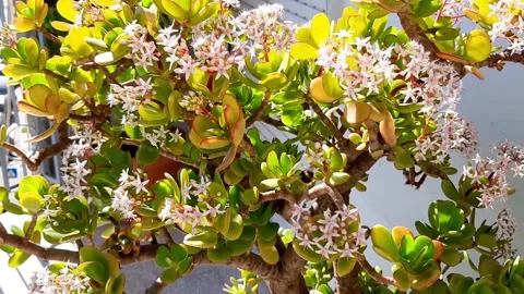 Bee Flying Over Blooming Jade Plant Money Plant Outdoors Stock Footage 148141896