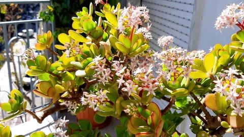 Bee Flying Over Blooming Jade Plant Money Plant Outdoors Stock Footage 148141935