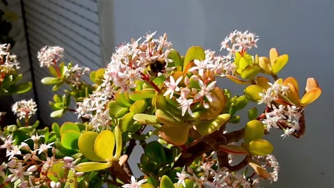 Bee Flying Over Blooming Jade Plant Money Plant Outdoors Stock Footage 148142325