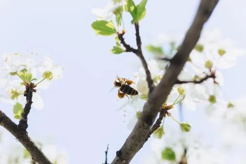 Bee flying over cherry or apple blossom Stock Photos