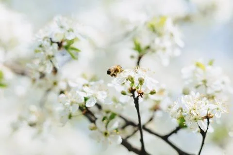 Bee flying over cherry or apple blossom Stock Photos