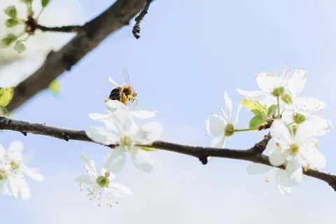 Bee flying over cherry or apple blossom Stock Photos