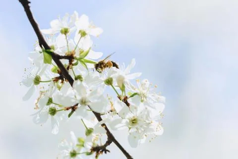 Bee flying over cherry or apple blossom Stock Photos