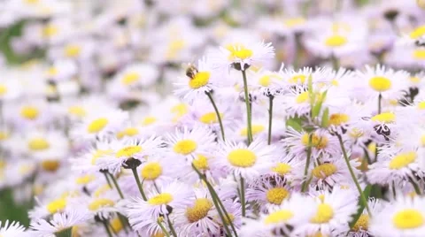 Bee flying over daisies Stock-Footage 52190089