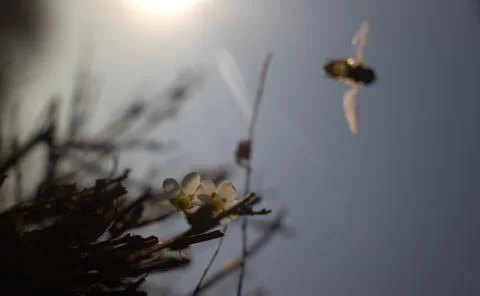 Bee flying over flower Stock-Fotos