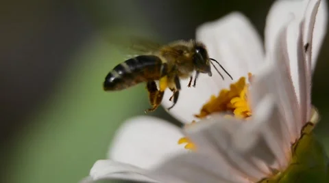 Bee flying over the flower with pollen Stock Footage 66693252